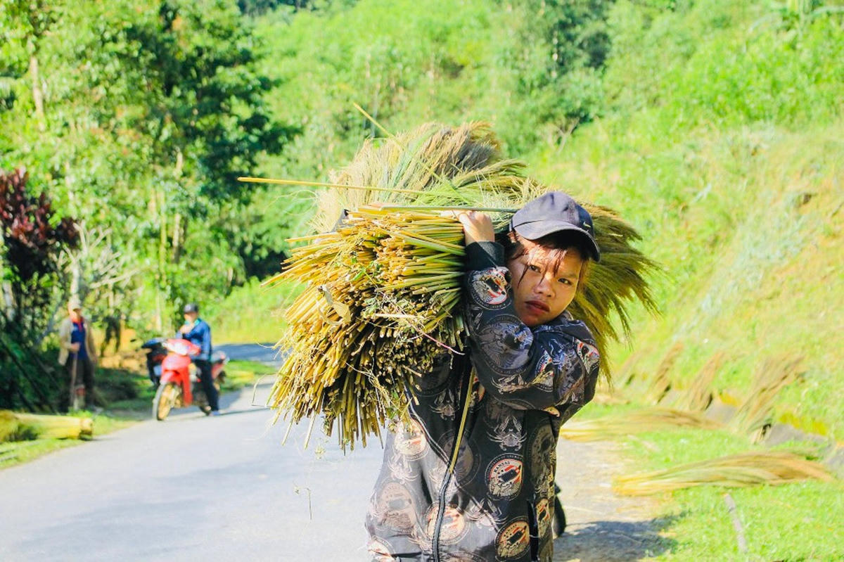 Trẻ em vùng cao cũng tham gia hái đót.