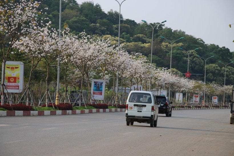 Hoa ban khoe sắc rợp trời trên các tuyến đường tại TP Sơn La.