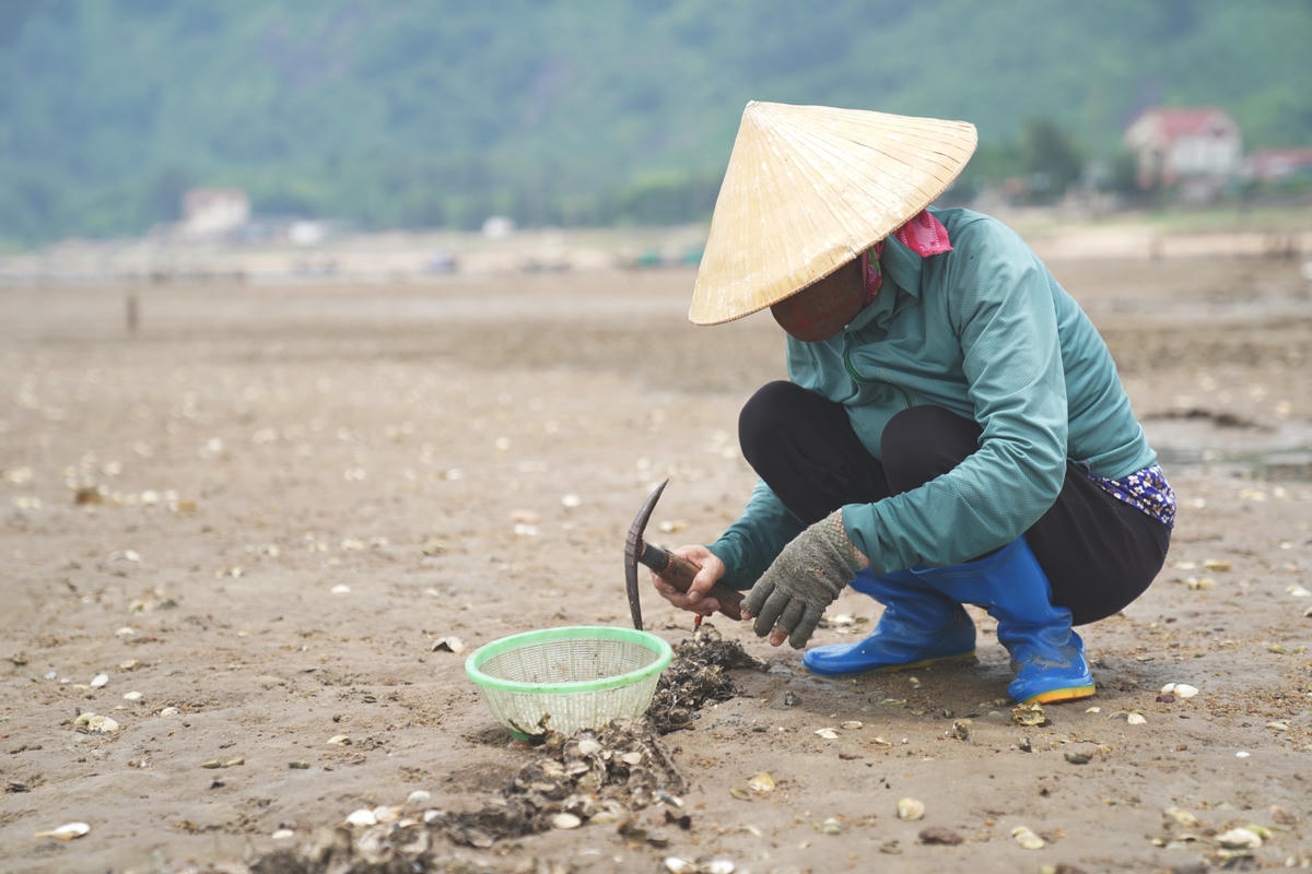 Người đi đục hàu thường phải mang ủng, tất chân, tay để tránh bị thương do vỏ hàu sắc nhọn trên các tấm lưới, dưới lớp cát trên bãi biển.
