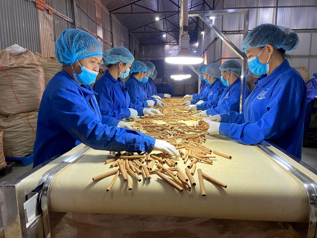 Hiện nay, quế, hồi Việt Nam được tiêu thụ mạnh ở nhiều khu vực Nam Á.