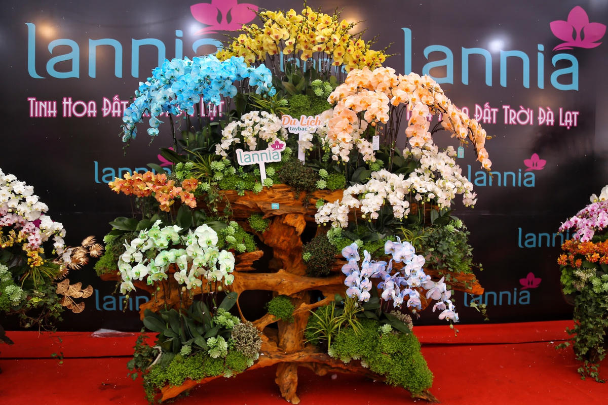 Bên cạnh chậu lan giá 1,6 tỷ đồng, nhiều chậu hoa lan hồ điệp nhỏ với nhiều màu sắc, mức giá khác nhau cũng được bày bán.