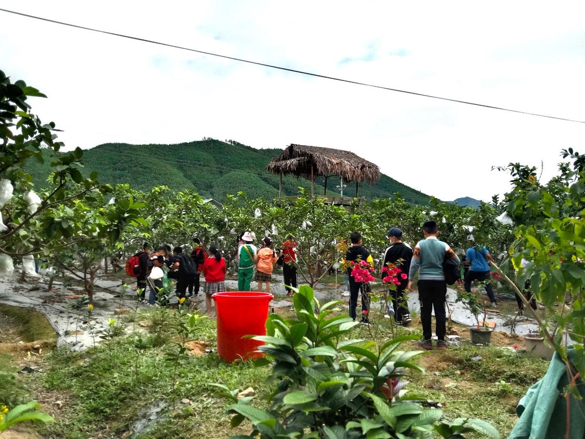 Các em học sinh đến học tập, tham quan và trải nghiệm vườn ổi nhà anh Chu Văn Tuấn. Ảnh do nhân vật cung cấp.  