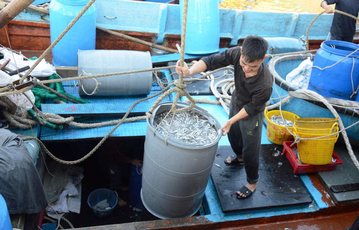 Tàu cá chở đầy khoang cá cơm vào cập cảng Tịnh Kỳ.