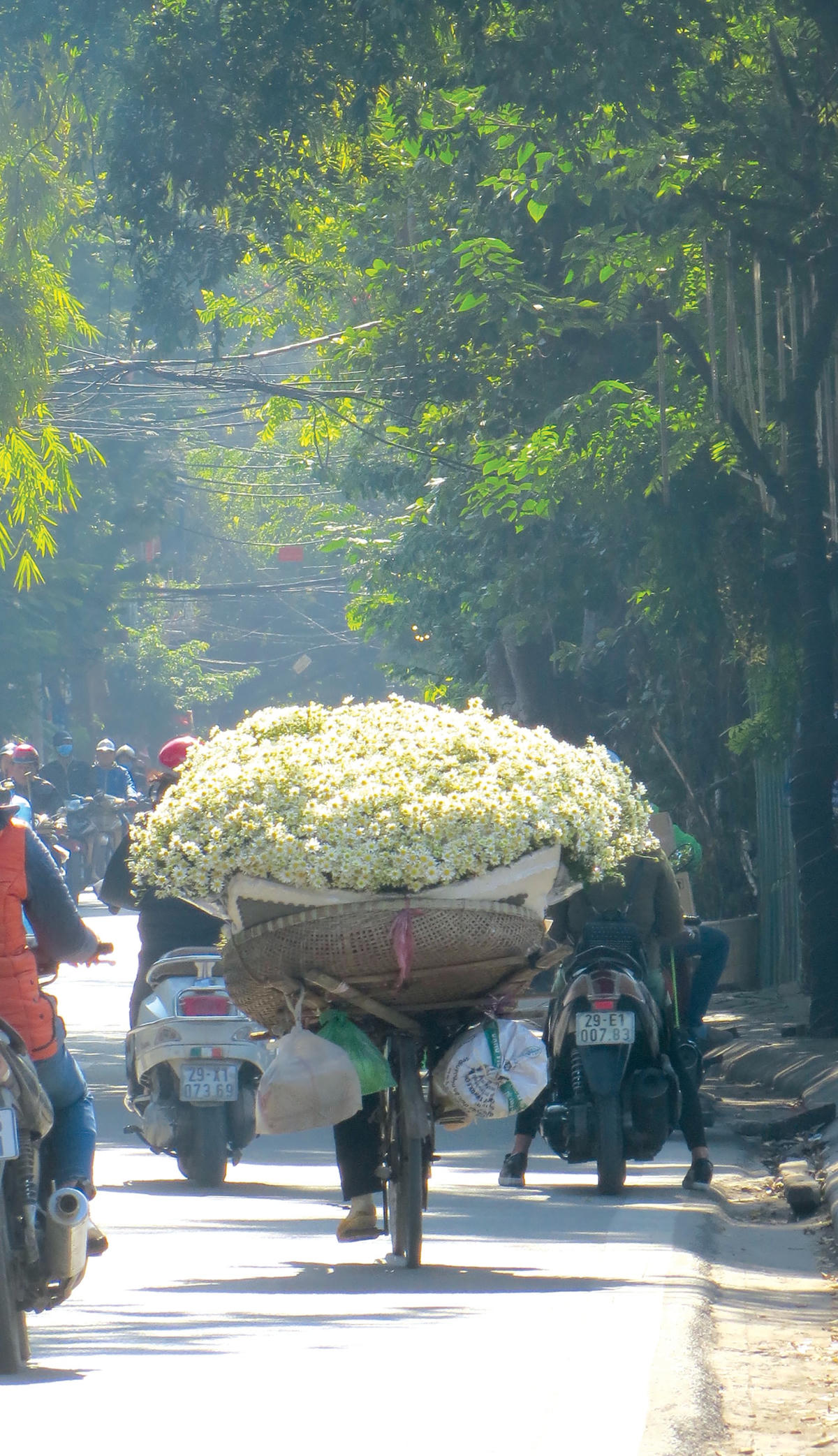 Những người phụ nữ chở hoa cúc trên xe đạp.  