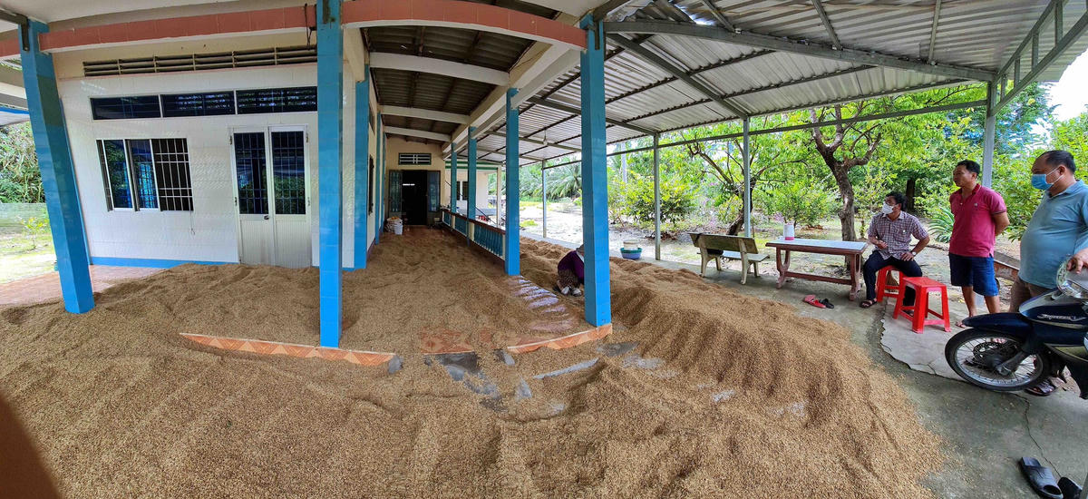 Do thời tiết xấu nên bà con phải phơi lúa trong nhà.