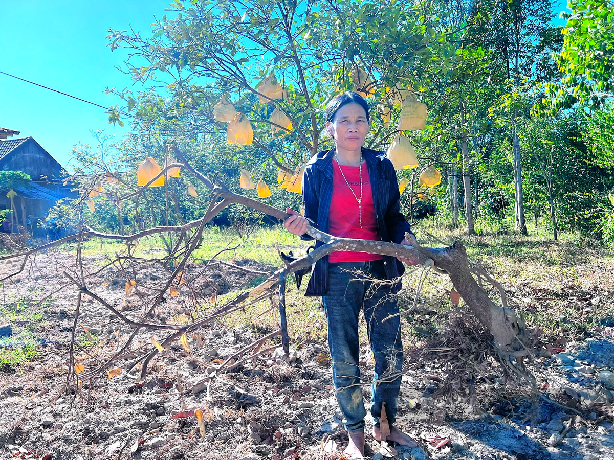 Cây bưởi của người dân Hương Khê chết do nắng nóng.