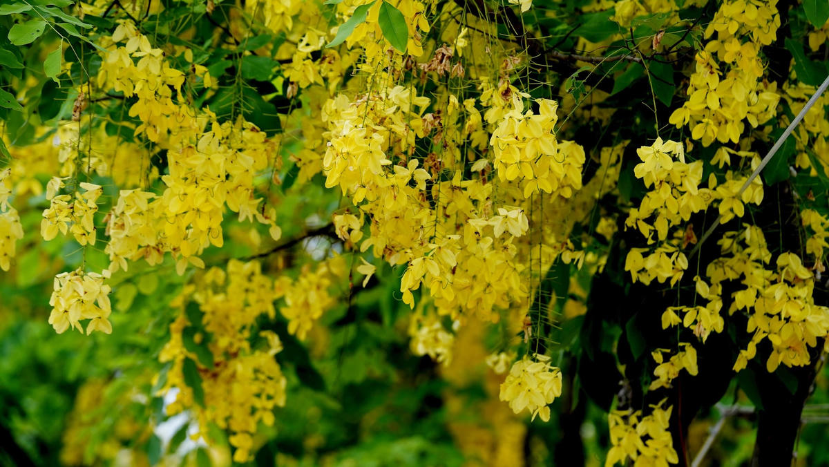 Hoa muồng hoàng yến hay còn được gọi là hoa muồng hoàng hậu, bò cạp vàng, Osaka vàng… Hoa thường kết thành cụm lớn, dạng cành rủ xuống dài 20 - 40 cm. Cánh hoa hình bầu dục, mặt ngoài phủ lông mượt. Ảnh: Cẩm Kỳ