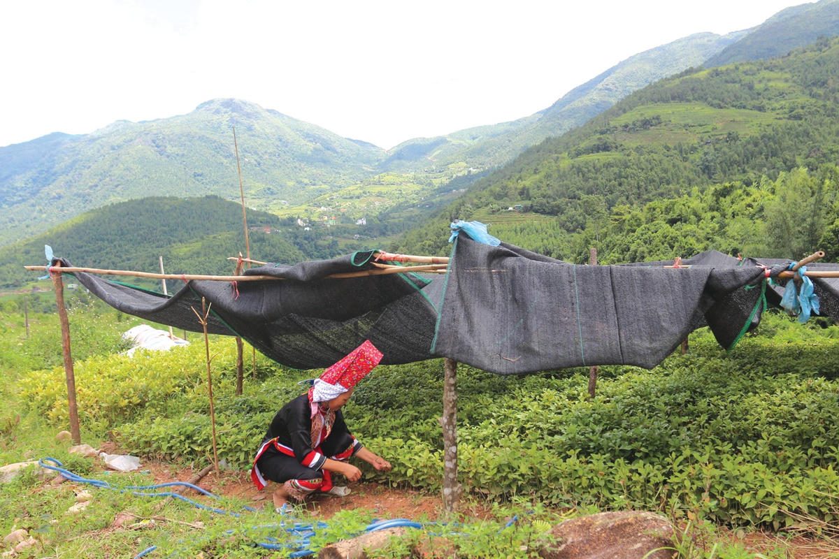 Ươm giống cây hồi.  