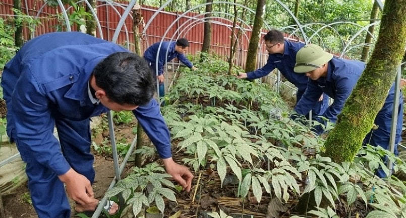 Vườn Sâm Lai Châu đang được chăm sóc khoa học và phát triển tốt dưới tán rừng già tự nhiên.