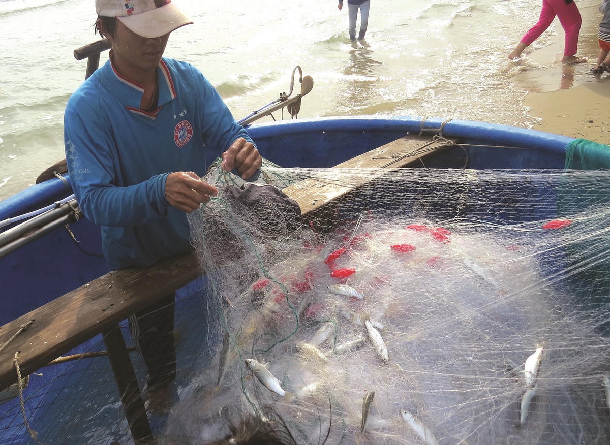 Ảnh 5-Rộn ràng mùa cá đối trứng