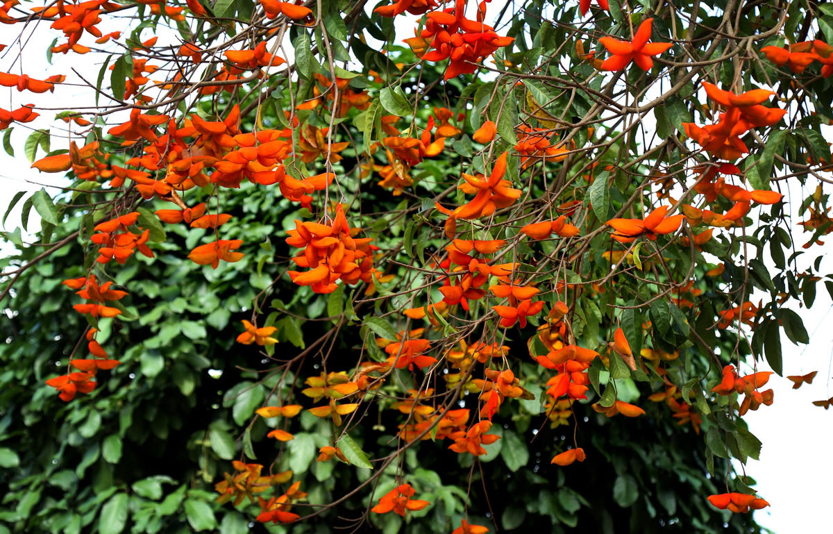 Những cây sang sai trĩu quả.