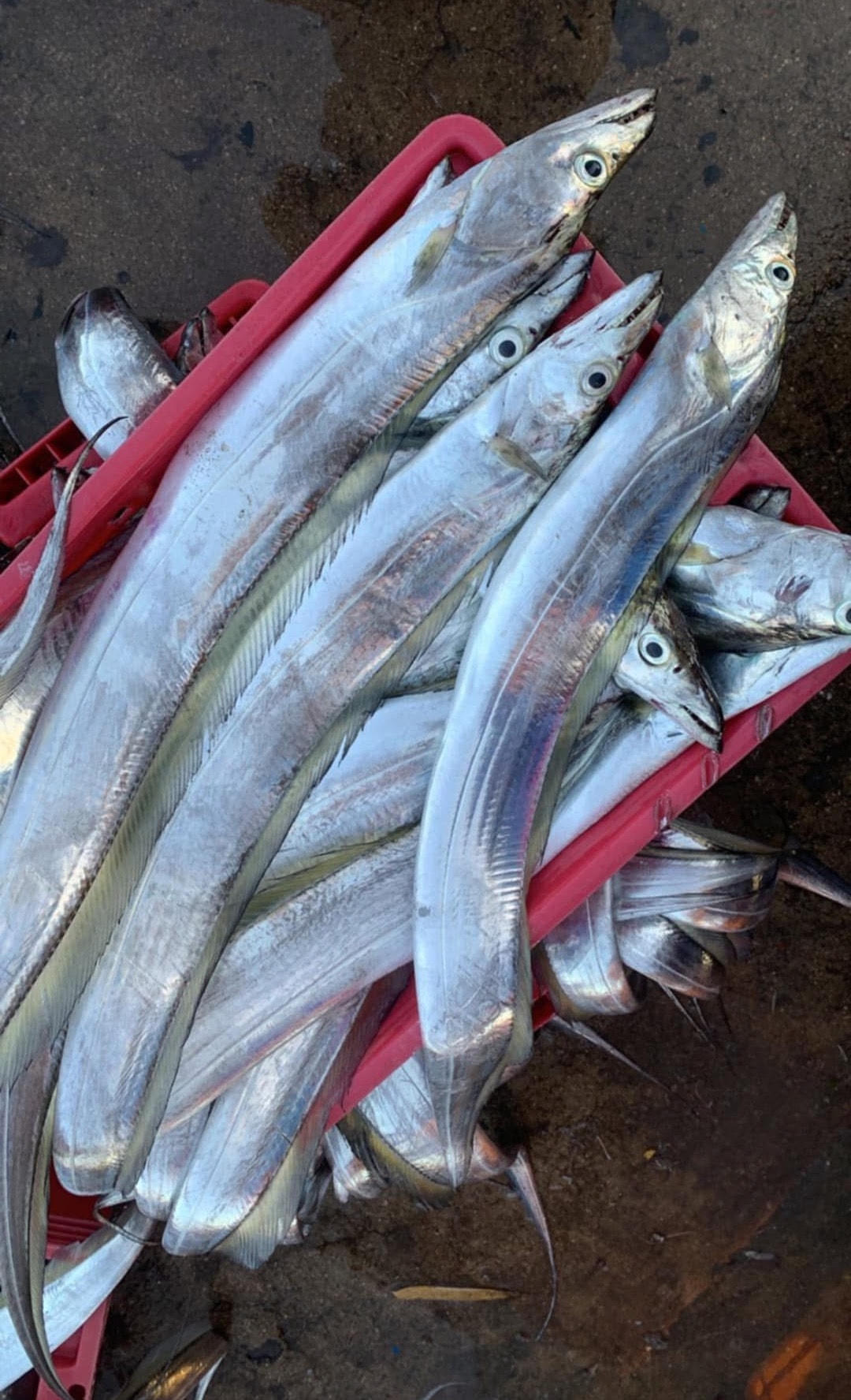 Ảnh 3-Ngư dân vui mùa cá hố