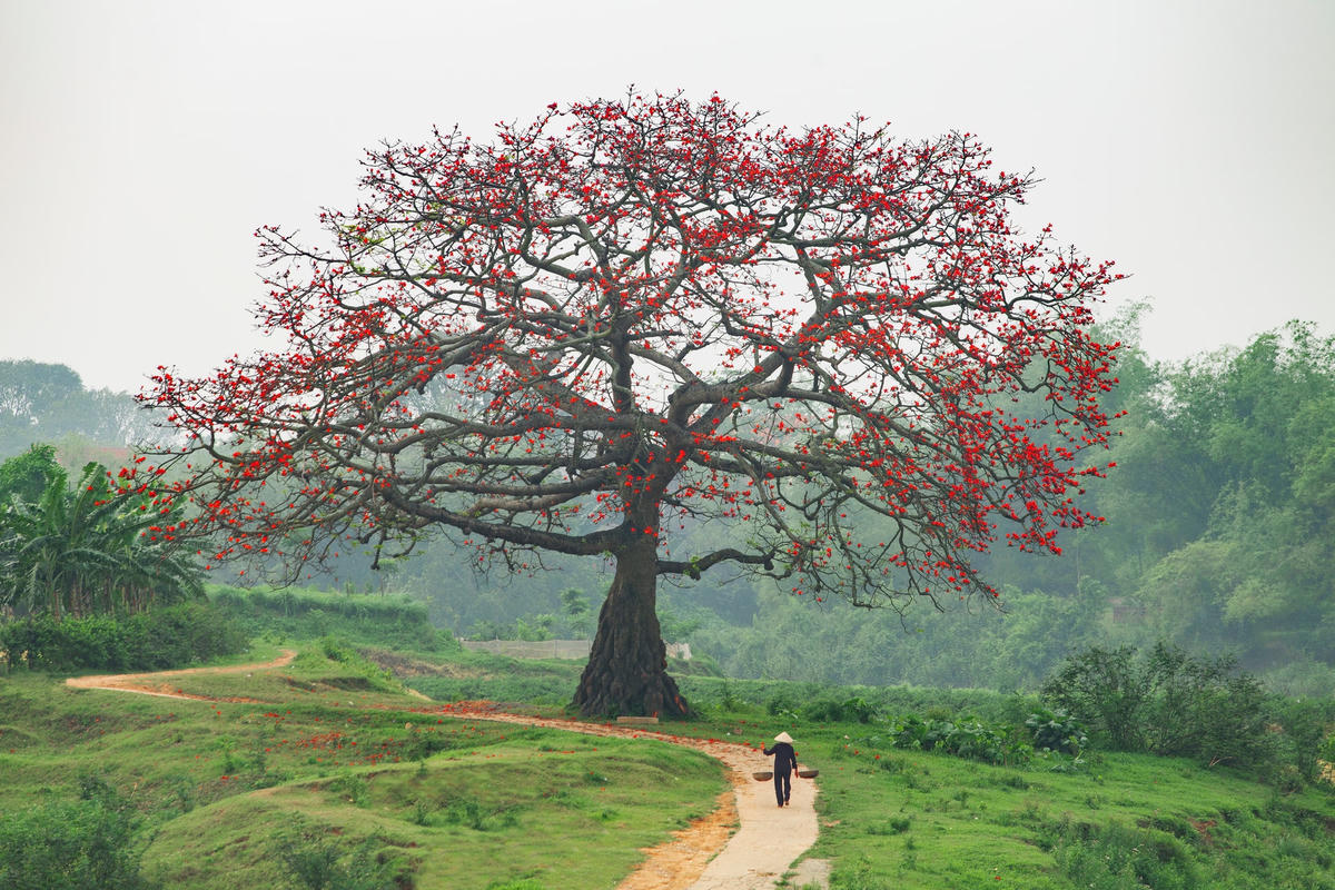 Hình ảnh thân thương của làng quê Việt Nam.  