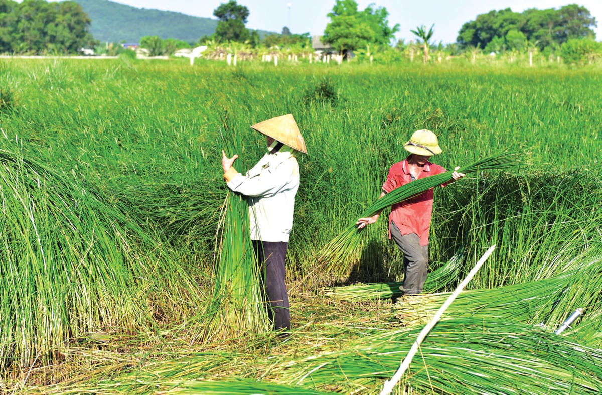Năm nay giá cói thấp hơn so với năm trước.  