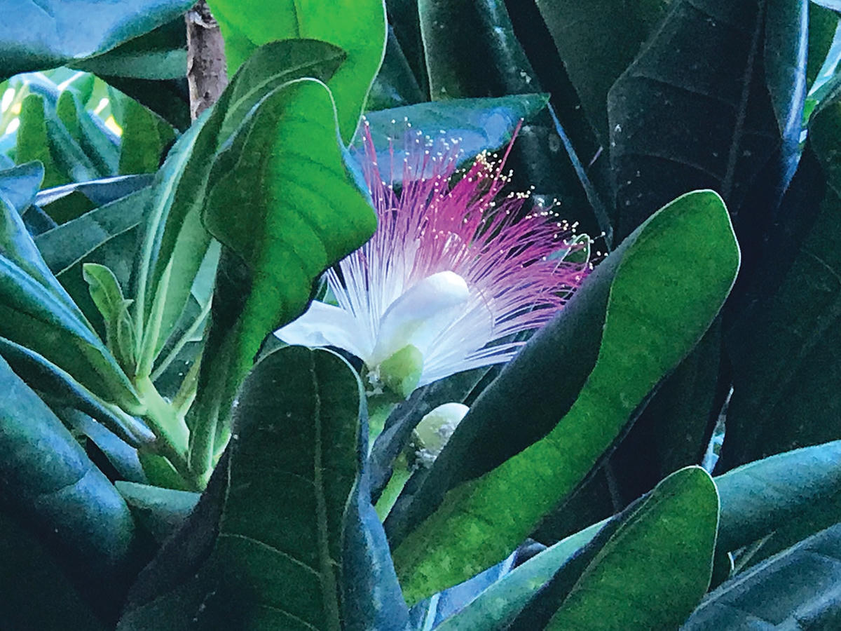 Màu xanh ở Trường Sa