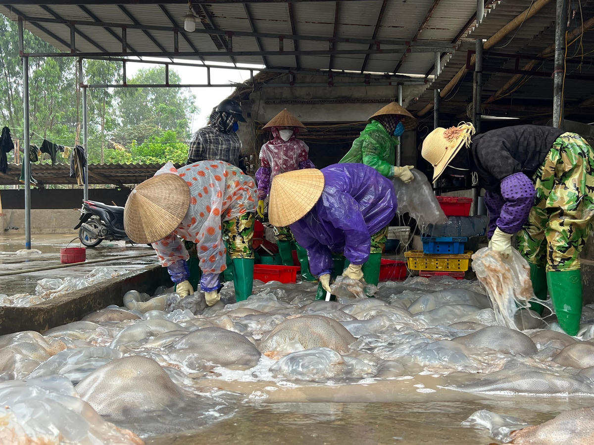 Sứa sau khi đánh bắt được vận chuyển về khu chế biến rửa sạch và được cắt miếng, phân loại thành các loại mình sứa, chân sứa, tay sứa... Sau khi phân loại, sứa được chuyển đến bể quay trong vòng để loại bỏ bớt nhớt và nước trong thân sứa.  