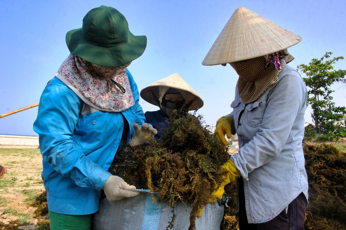 Rong mơ phơi khô được đựng vào bao để bán cho thương lái.