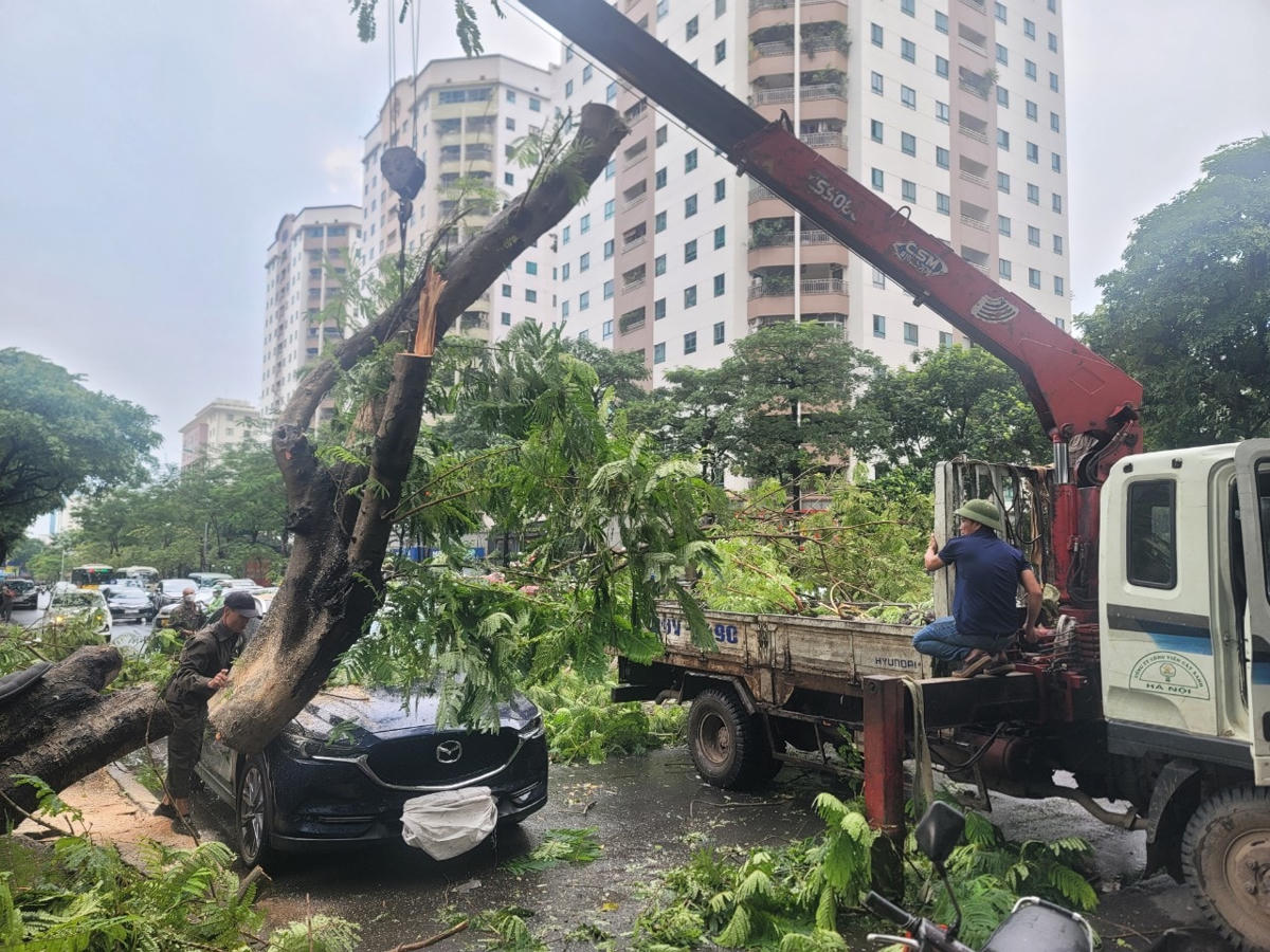 Thân cây sau khi cắt đã được chuyển đi.