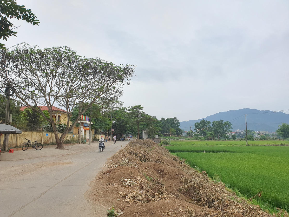 Một đoạn đường thuộc địa phận tổ 1, phường Dân Chủ đã di chuyển xong toàn bộ cây bằng lăng.