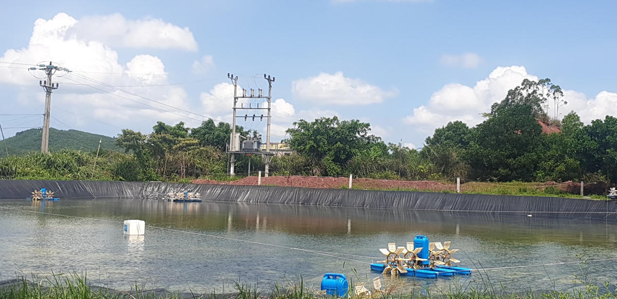 Dịch bệnh kéo dài dẫn đến thua lỗ, ao nuôi của hộ ông Hoàng Văn Việt (thôn Bình Minh, xã Hải Lạng, huyện Tiên Yên) đành để trống.