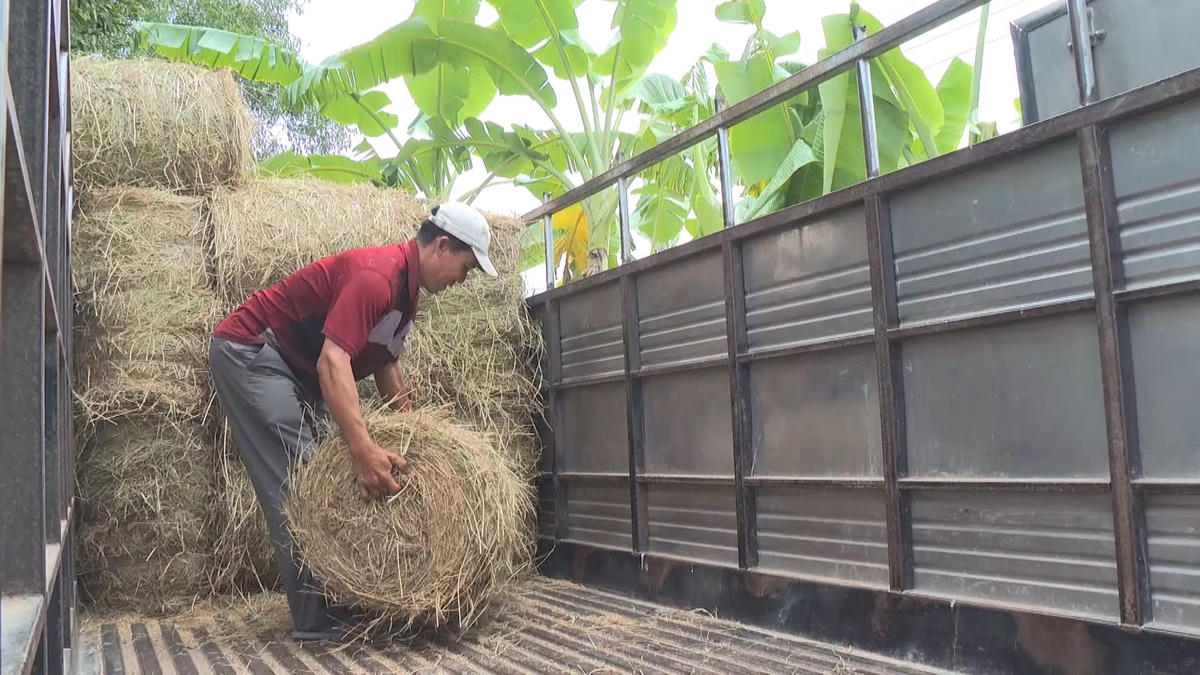 Vận chuyển cuộn rơm mang đi bán.