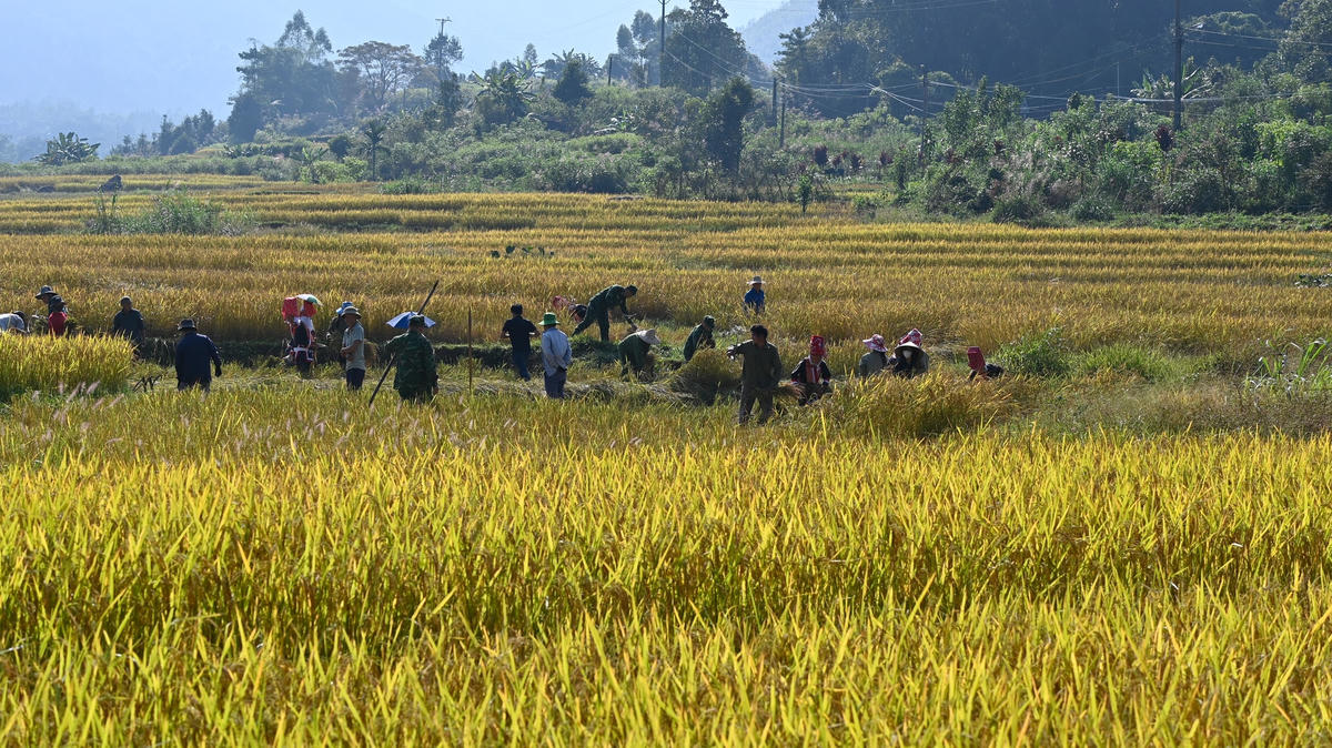 Những ngày đầu tháng 11, lúa chín vàng rực trên những thửa ruộng ở xã Đồng Văn, huyện Bình Liêu. Đây cũng là thời điểm người dân đổ xuống cánh đồng gặt lúa.