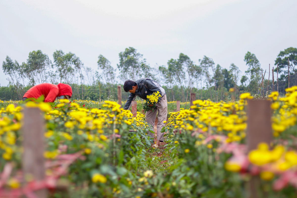 Nhờ thời tiết thuận lợi, các hộ dân trồng hoa tại Quảng Bình đã bắt đầu xuống giống từ nửa tháng nay. Với những nông dân trồng hoa, vụ Tết Nguyên đán là vụ quan trọng nhất trong năm, bởi sự thành, bại của vụ hoa này có thể quyết định đến việc đón Tết ấm no hay không.