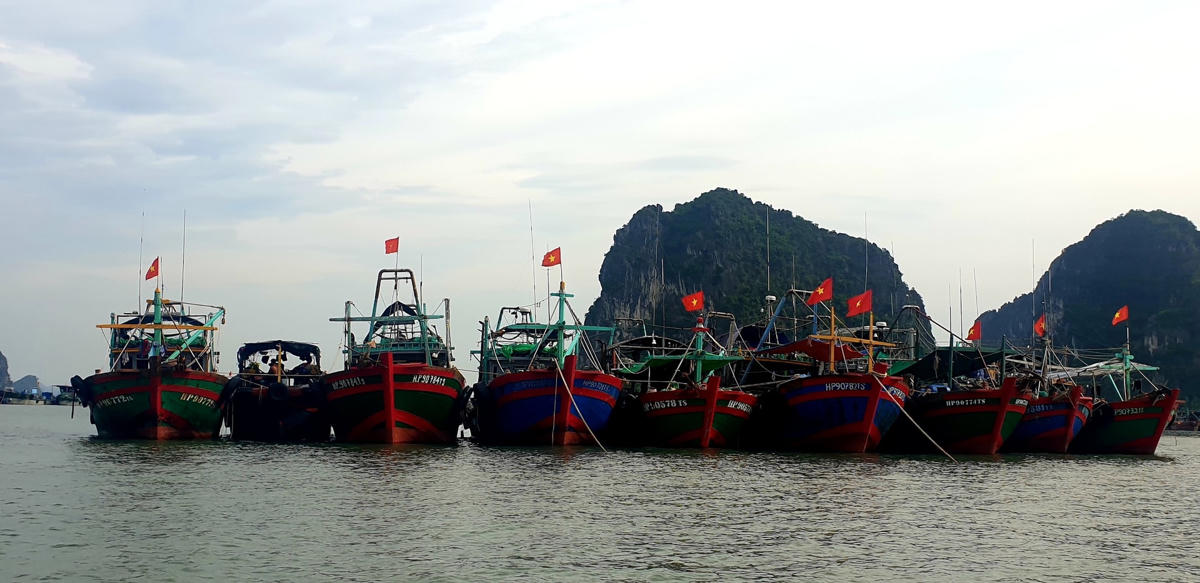 Tàu đánh bắt hải sản neo đậu tại vùng biển thuộc phường Bạch Đằng, TP Hạ Long. Ảnh: Nguyễn Quý.
