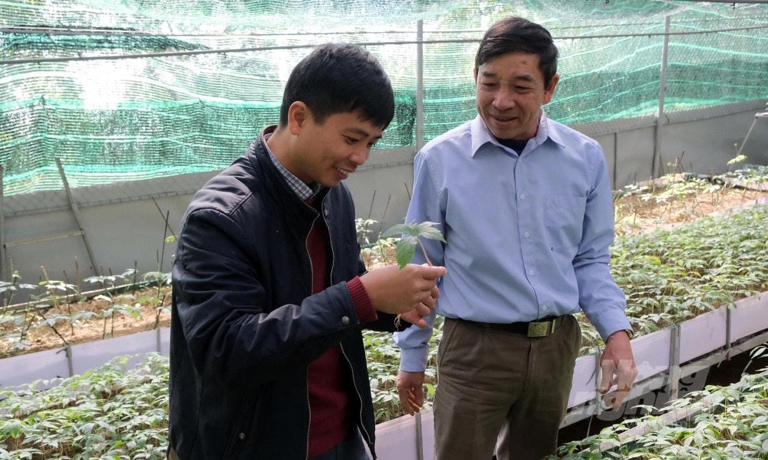 Ông Phạm Văn Ngọc, chủ một cơ sở tiên phong trồng Sâm Lai Châu tại bản Xin Chải, xã Giang Ma đang trao đổi kinh nghiệm cùng cán bộ Phòng NN-PTNT huyện Tam Đường, Lai Châu.