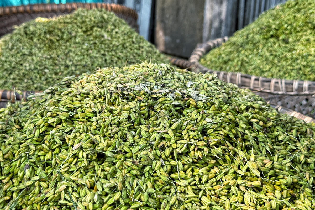 Cứ độ cuối tháng 9, đầu tháng 10 làng cốm lại tất bật sản xuất mùa cốm lớn nhất trong năm.
