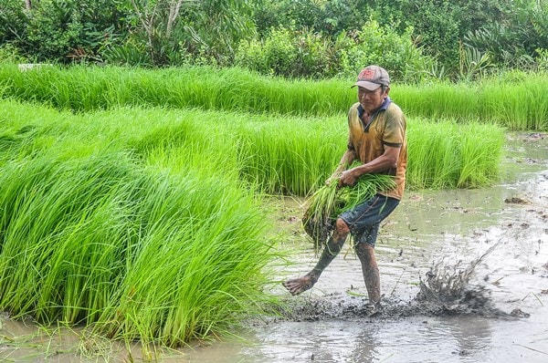 Việc nhổ mạ nặng nhọc, vất vả nên thường chỉ do đàn ông đảm nhận công việc này.