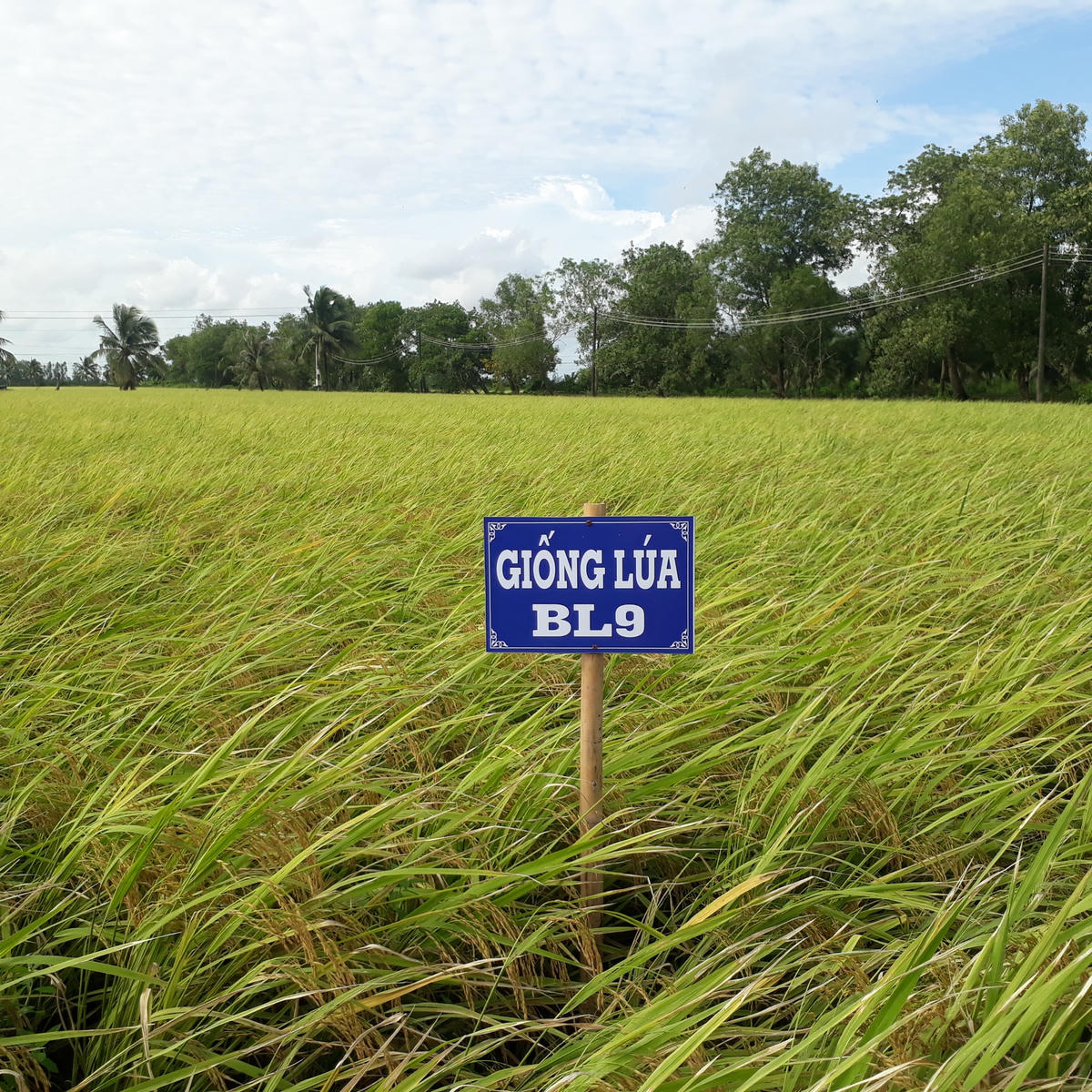 Giống lúa BL9 cho năng suất đạt từ 5,5 - 6,5 tấn/ha.