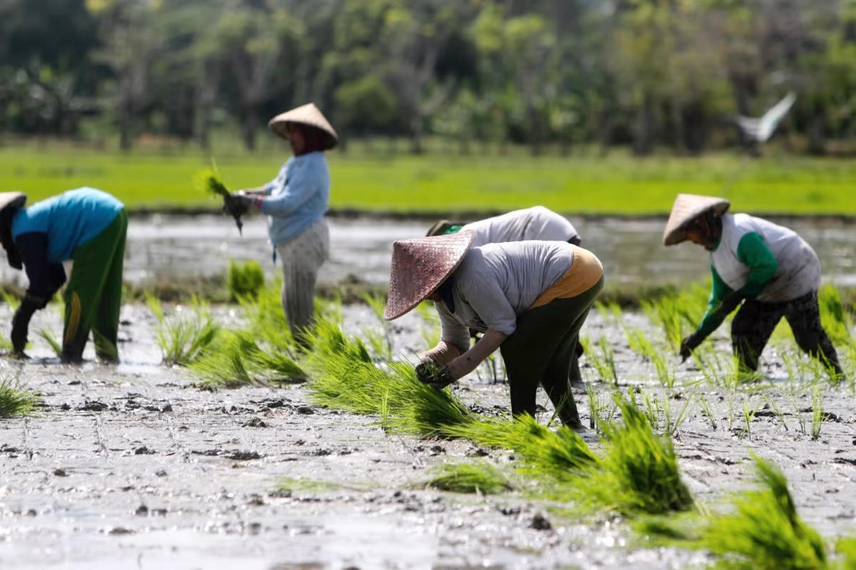 Các nước xuất khẩu gạo của châu Á đang đối mặt nhiều thách thức từ giá cả đến thời tiết cực đoan. Ảnh: SCMP