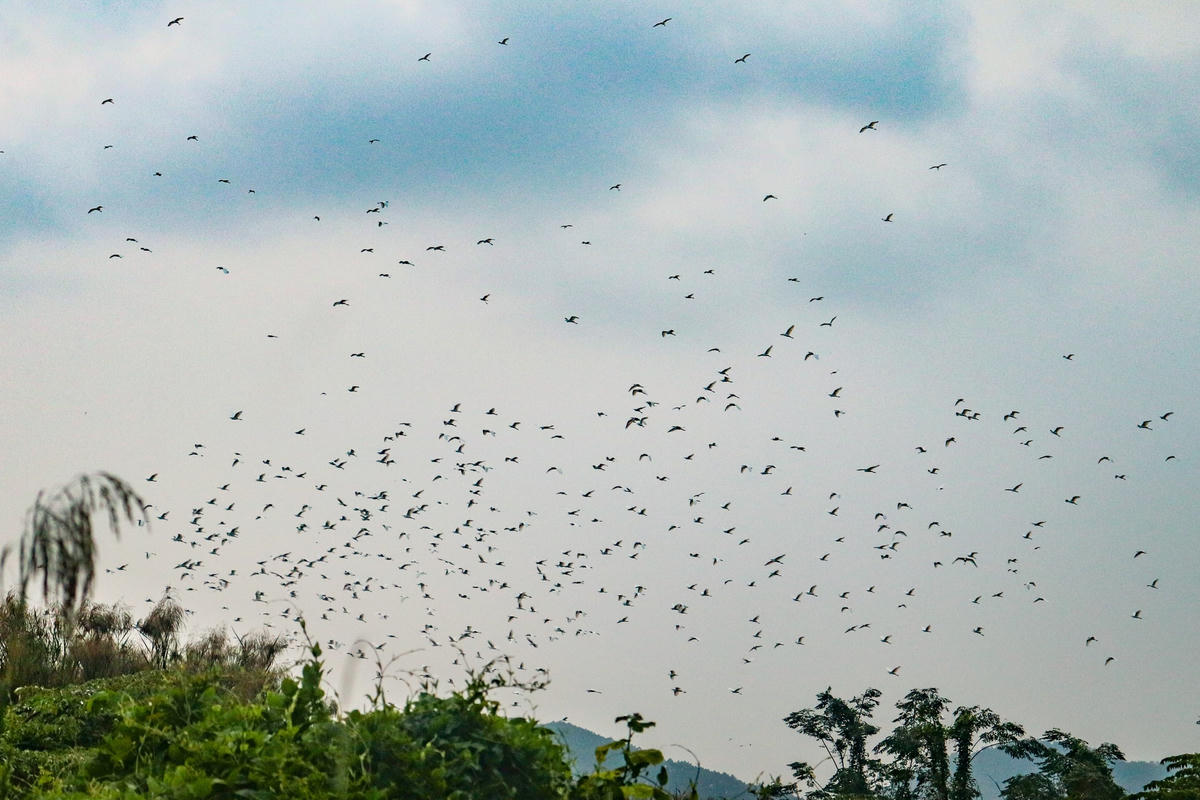 Kể về cơ duyên với đàn cò, ông Quân cho biết, trong một lần về Hà Ngọc, chứng kiến cảnh người dân săn bắt cò làm thịt, ông cảm thấy rất xót xa. Nhận thấy giữa cánh đồng hoang này có nhiều loài cò thường về trú ngụ nên nảy sinh ý muốn biến nơi đây thành "nhà cho chim ở".