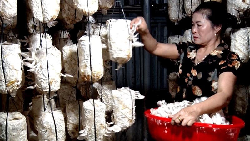 Mô hình trồng nấm Thương Huyền mang lại hiệu quả kinh tế cao.