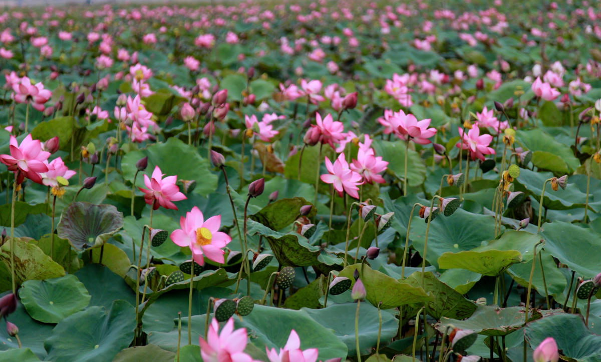 Ban đầu người dân thôn Thanh Phong chỉ trồng sen để làm cảnh.