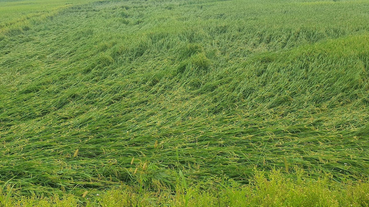 Mưa lớn khiến hơn 1.400 ha lúa xuân tại Hà Tĩnh bị gãy đổ.