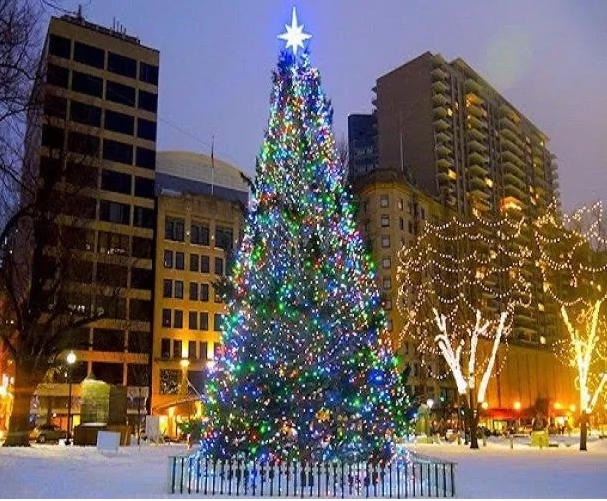 Cây thông Noel tự nhiên lớn nhất thế giới.