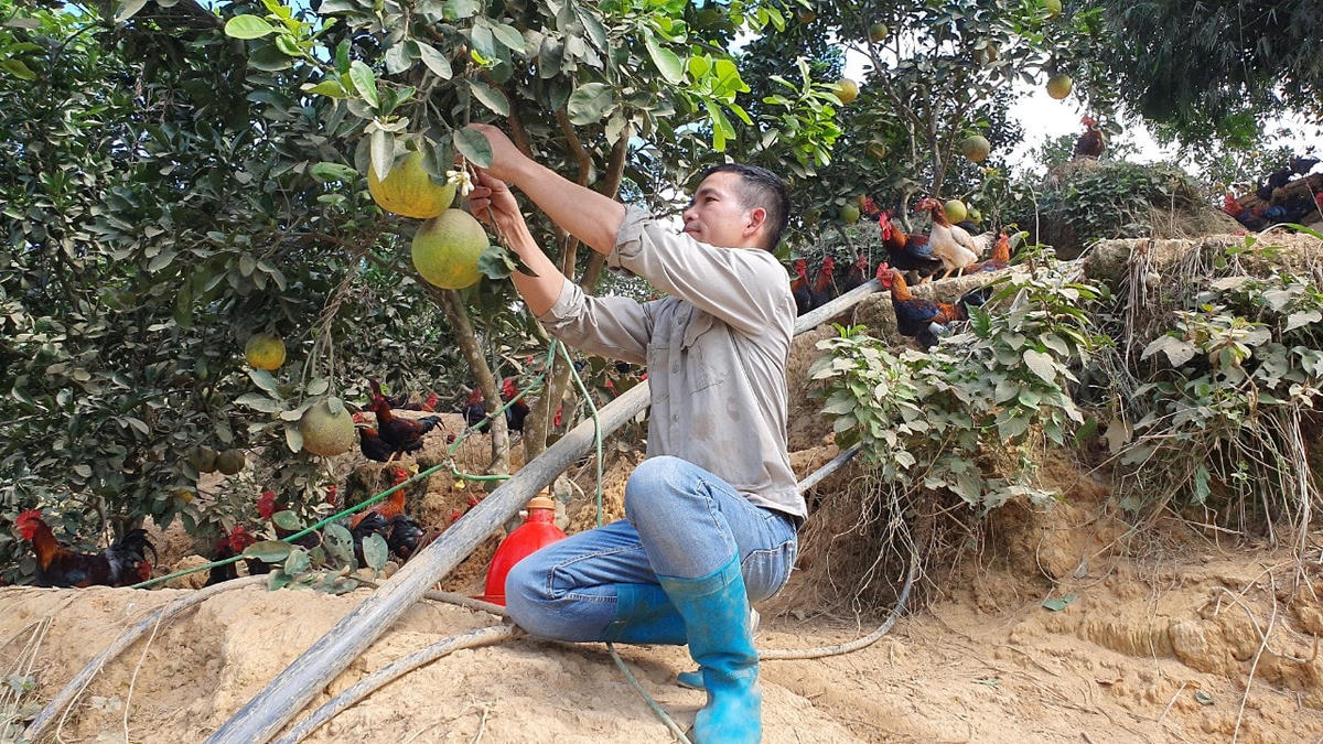 Hộ gia đình anh Luân được đánh giá là tấm gương tiêu biểu vươn lên làm giàu