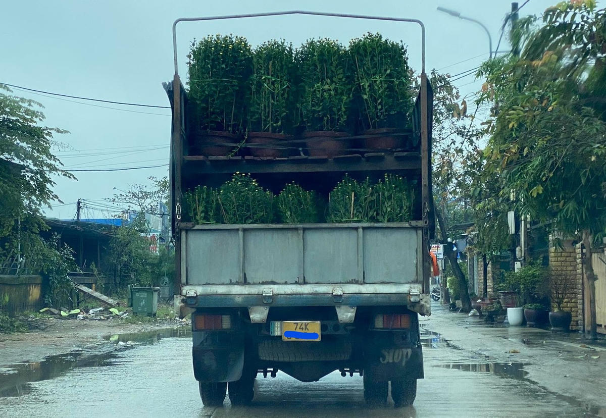 Theo những người dân trồng hoa ở An Lạc, năm nay, thương lái đến thu mua hoa tại vườn chậm hơn năm trước.
