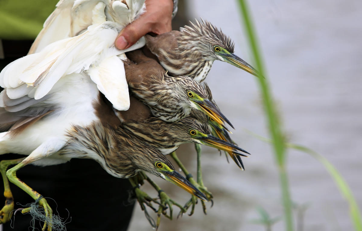 Những con cò dính bẫy lưới được lực lượng chức năng giải cứu,