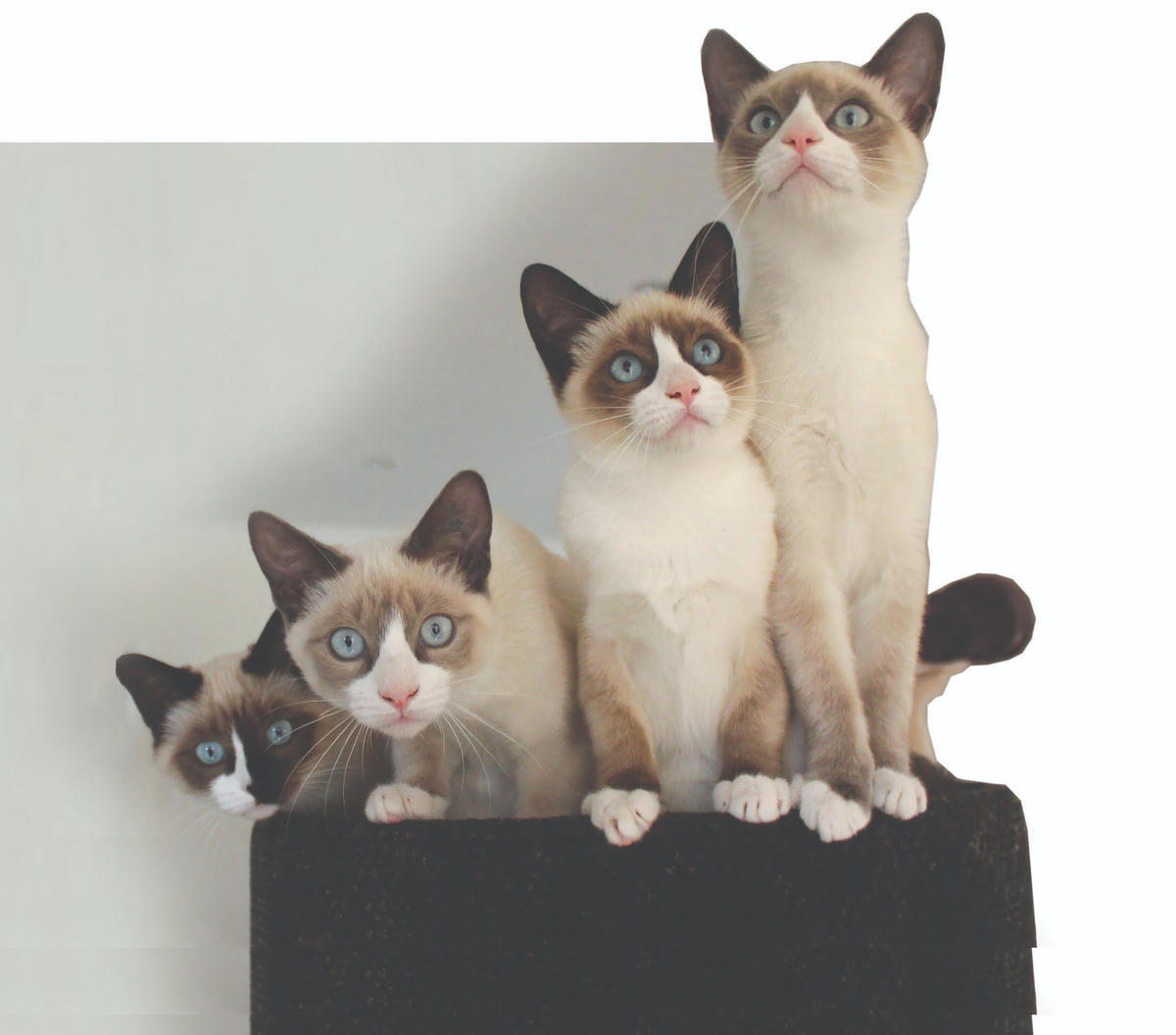 Hết ‘giặc chuột’ lại đến ‘giặc&nbsp; mèo’...