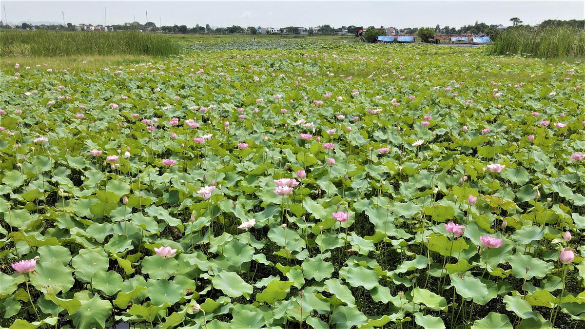  Những bông sen hồng mộc mạc nhưng hương thơm tươi mát, thơm ngát và dịu dàng đến say đắm lòng người.  