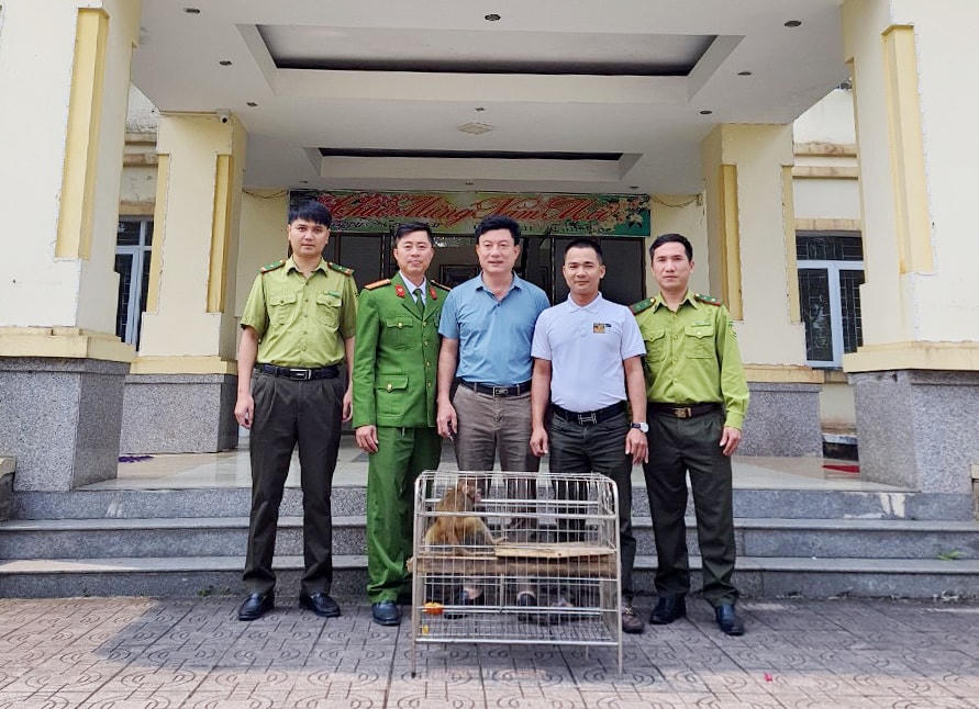 Anh Trần Tuấn Phong bàn giao cá thể khỉ vàng quý hiếm cho Vườn Quốc gia Vũ Quang.