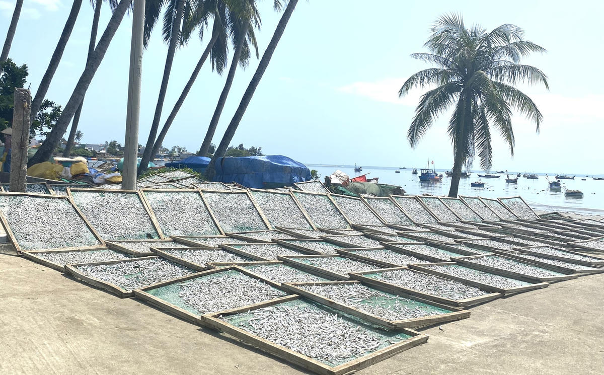 Các vỉ cá cơm hấp chín đang được phơi khô dưới trời nắng.