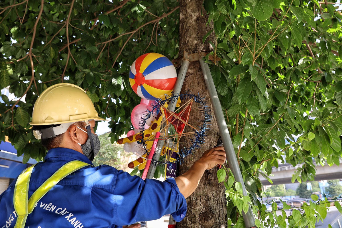 Hà Nội: Cận cảnh nới gông sắt cho 600 cây xanh