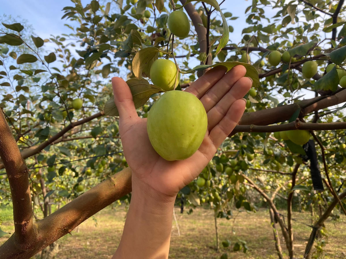 Mỗi cây táo đại sẽ cho trọng lượng trung bình từ 6-8 quả/kg.