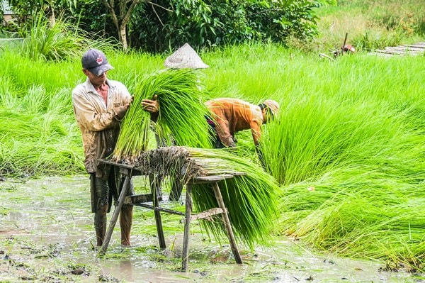 Do đa số thanh niên đi làm ăn xa ngoài tỉnh nên việc tìm thuê người nhổ mạ khó khăn, bà con nông dân thường đổi công cho nhau, luân phiên cây lúa.