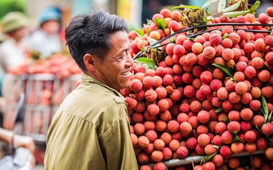 Xuất khẩu trái vải năm nay dự báo có nhiều thuận lợi. Nguồn: Qltt.