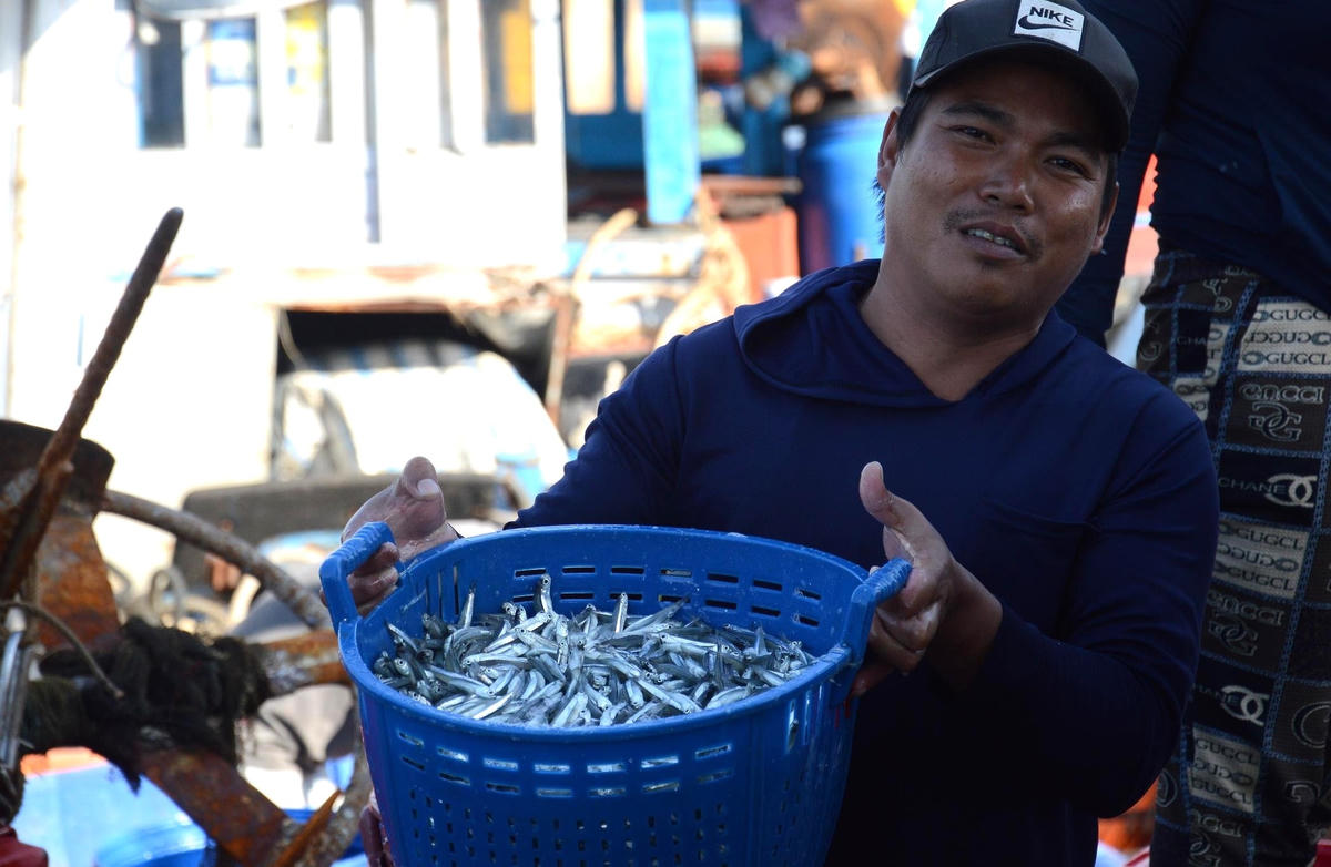 Ngư dân phấn khởi vì được mùa cá cơm.